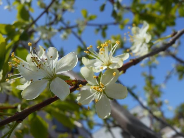 庭で、プルーンが豊作！ プルーンの開花