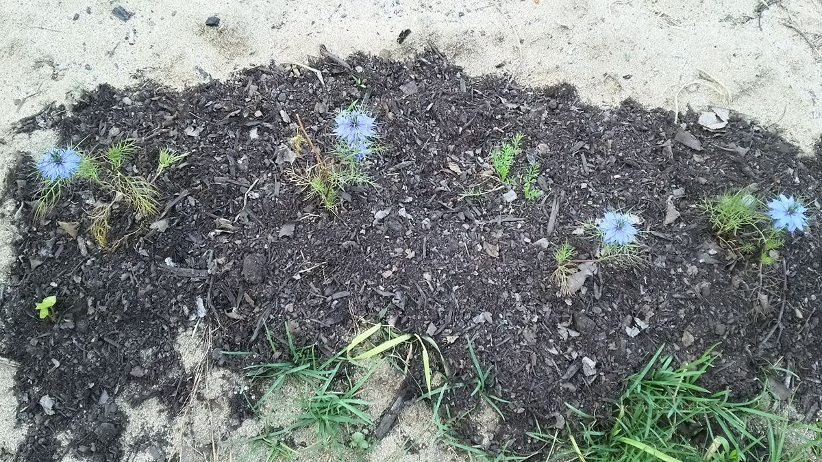 採取したニゲラの種から育てる 花が咲いた