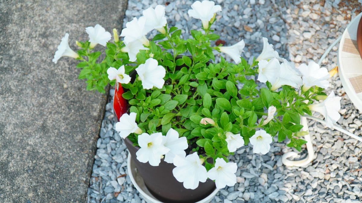 おゆきちゃんと過ごす夏はきっと涼しい 花が増えてきた