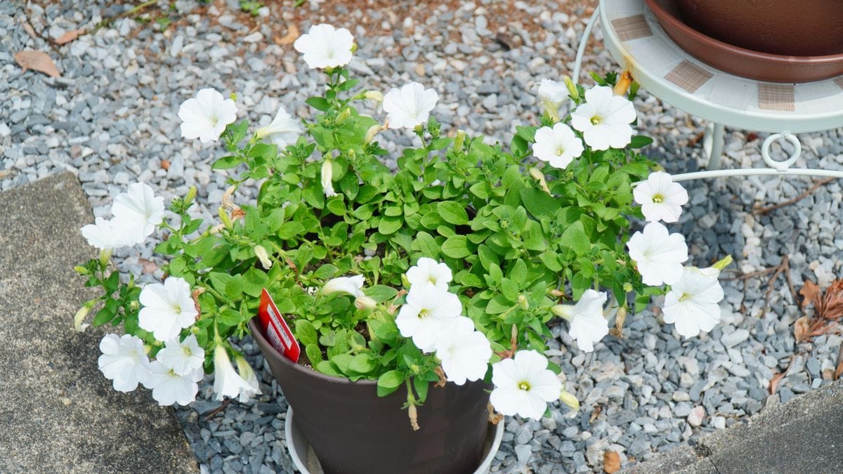 おゆきちゃんと過ごす夏はきっと涼しい 綺麗な形に株が成長