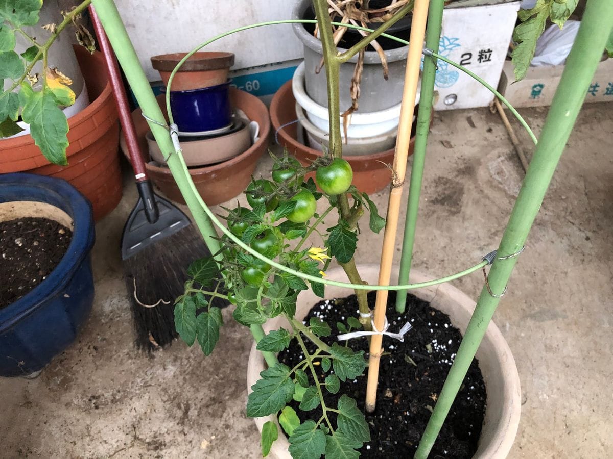 ミニトマトを種から育てます🍅 ７月１１日　水やり忘れ　芽かきされた❗️