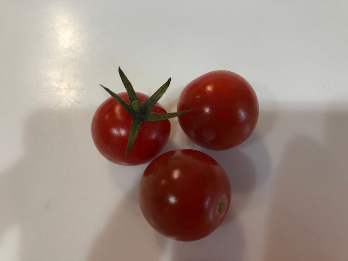 ミニトマトを種から育てます🍅 ７月２３日　ミニトマト３つ収穫🍅