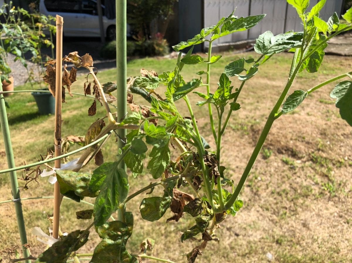 ミニトマトを種から育てます🍅 ８月１１日　全体的に枯れ気味です🍅