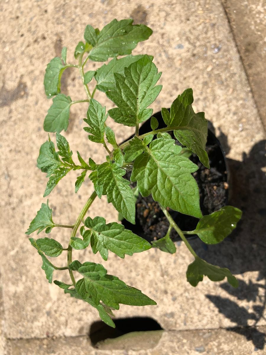 ミニトマトを種から育てます🍅 ５月２９日　苗が大きく育っています🍅