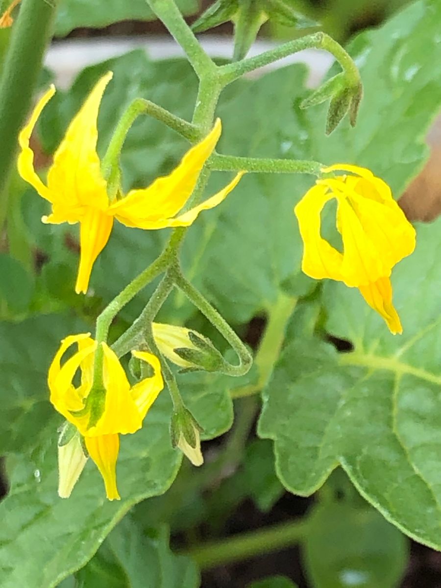 マイクロトマト🍅で超早期収穫にチャレンジ🎵 沢山開花中❣️