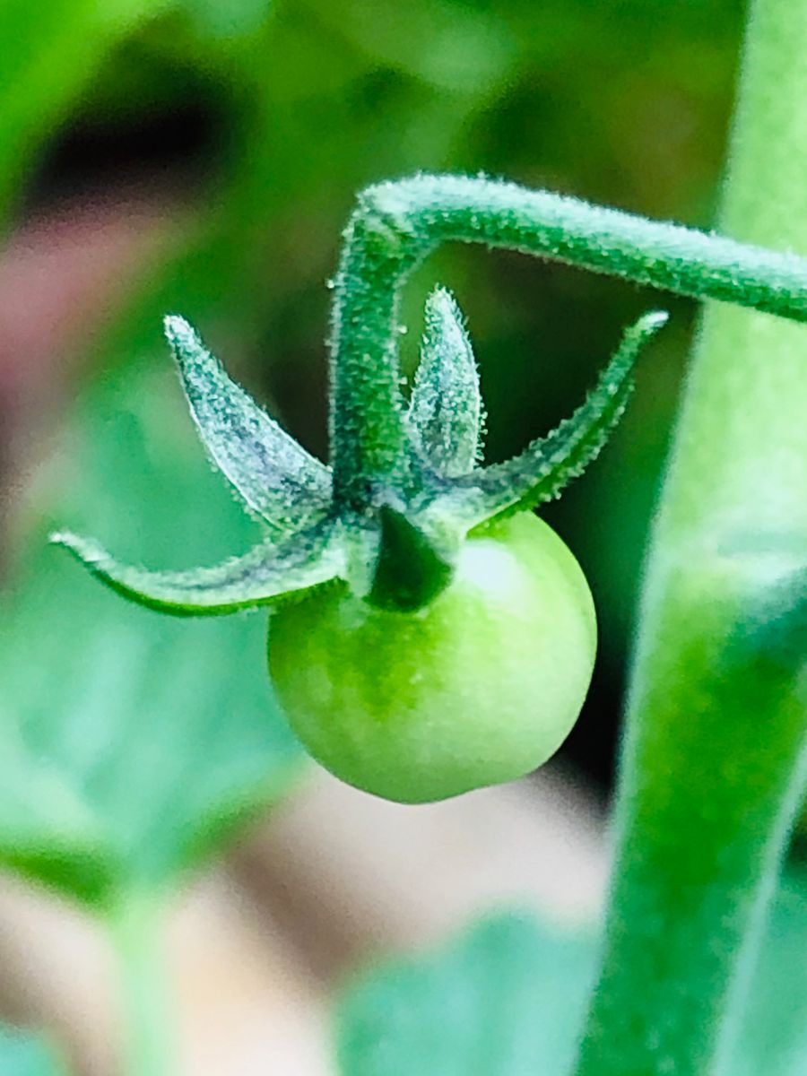 マイクロトマト🍅で超早期収穫にチャレンジ🎵 最初の幼果❣️