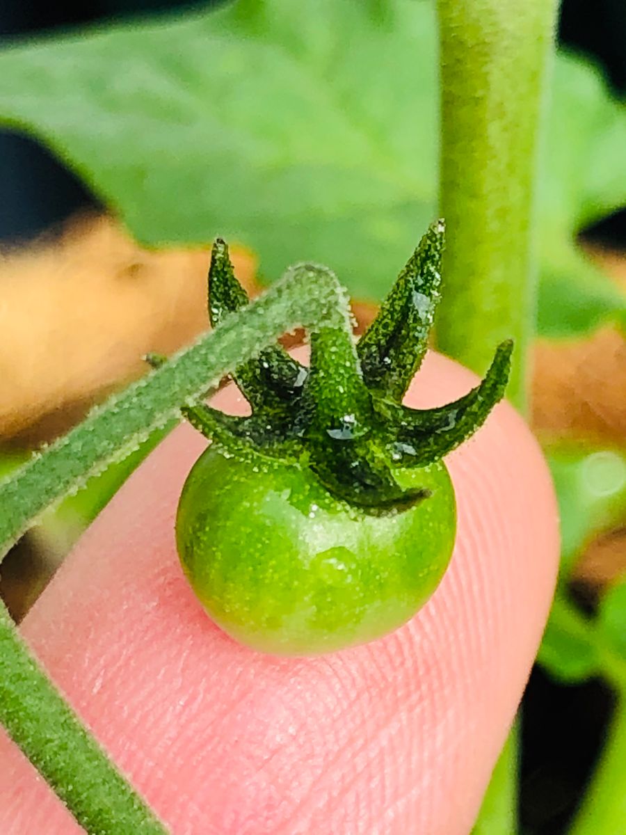 マイクロトマト🍅で超早期収穫にチャレンジ🎵 可愛い幼果❣️