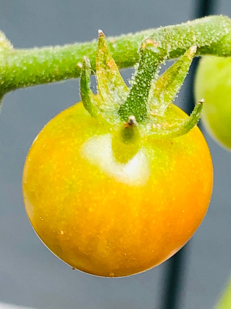 マイクロトマト🍅で超早期収穫にチャレンジ🎵 うっすら色づいた❣️