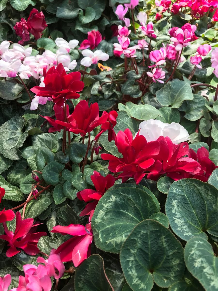 めざせ満開、夏越しシクラメン③🌸🌸🌸