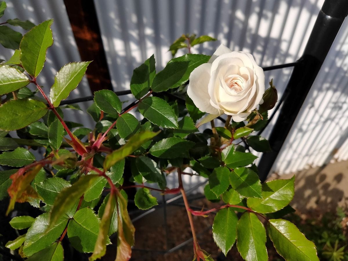 初めての自分のバラ、つるアイスバーグ 今年の一番花💖