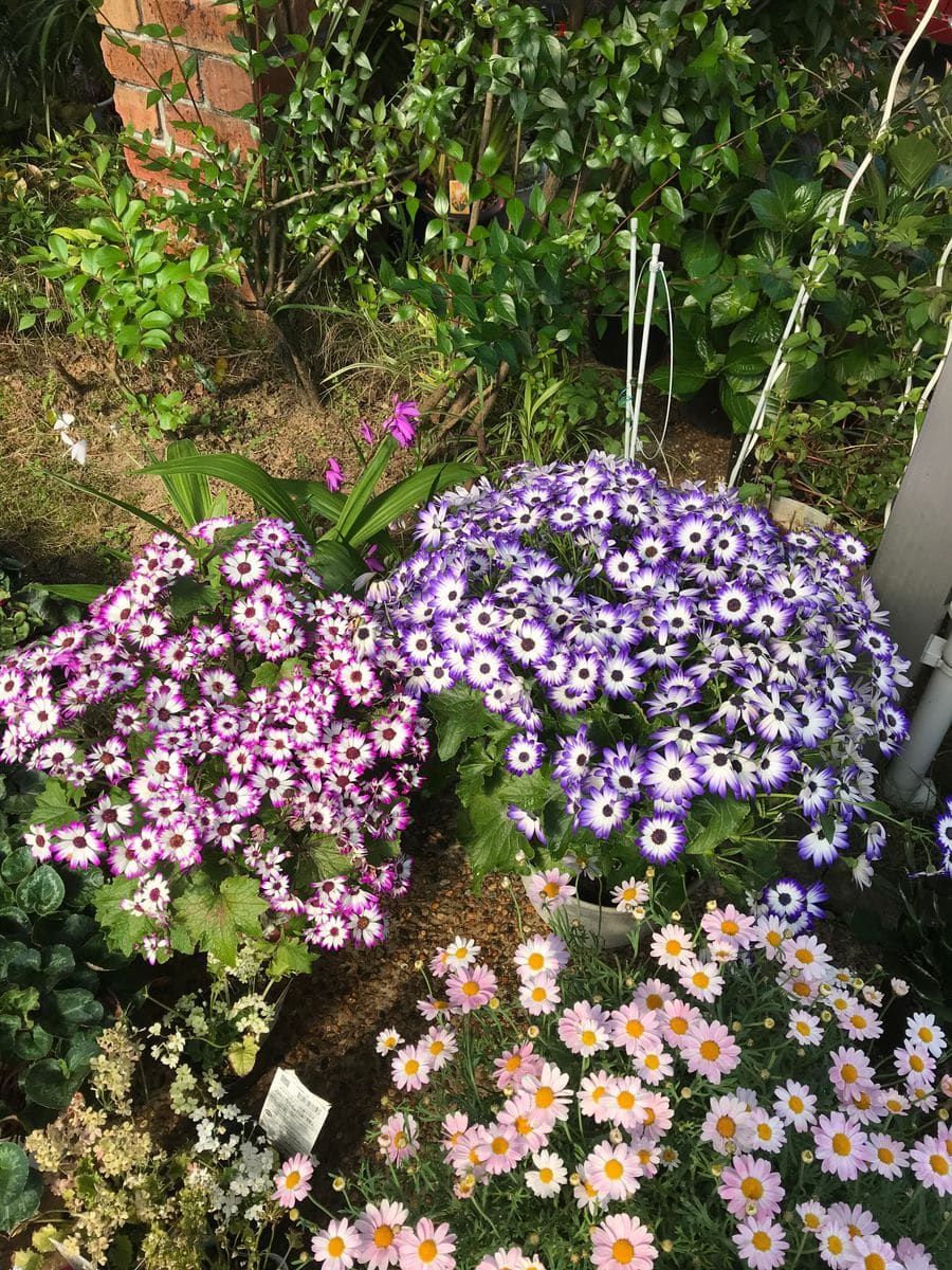 咲き続ける桂華をめざして🌸🌸🌸② 2020.5.18