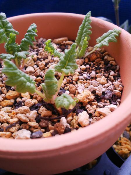 初めての日本桜草を育てる 発芽した