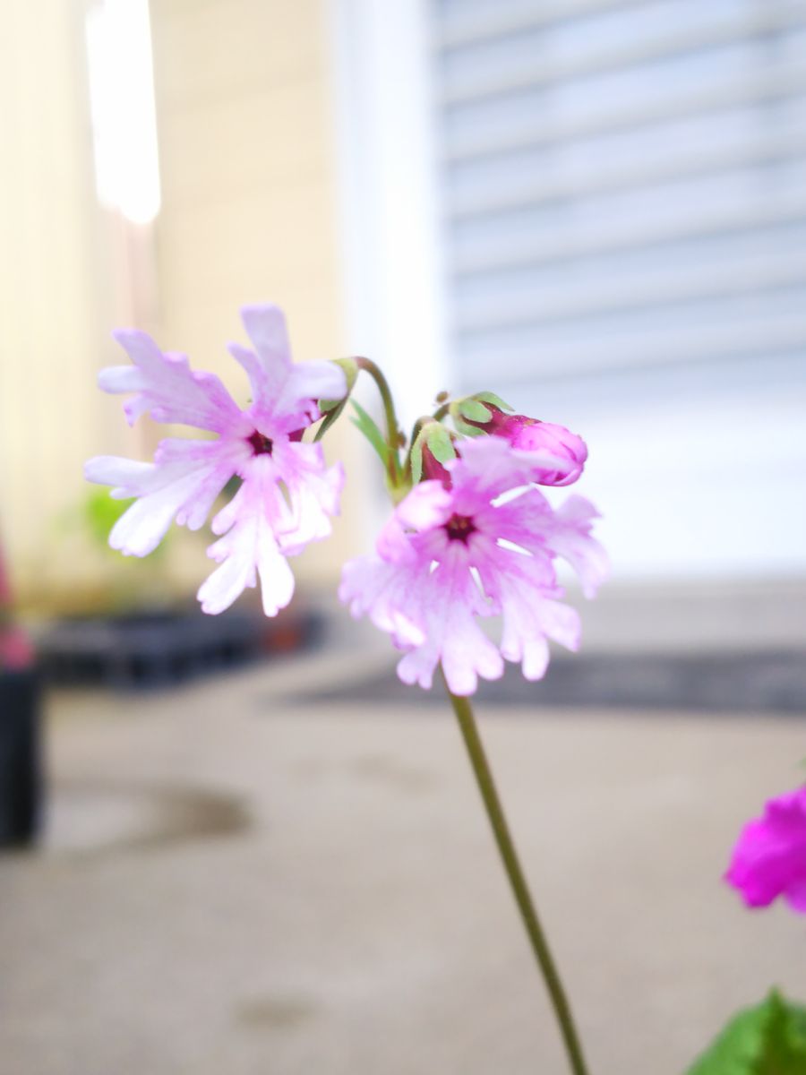 初めての日本桜草を育てる 北斗星