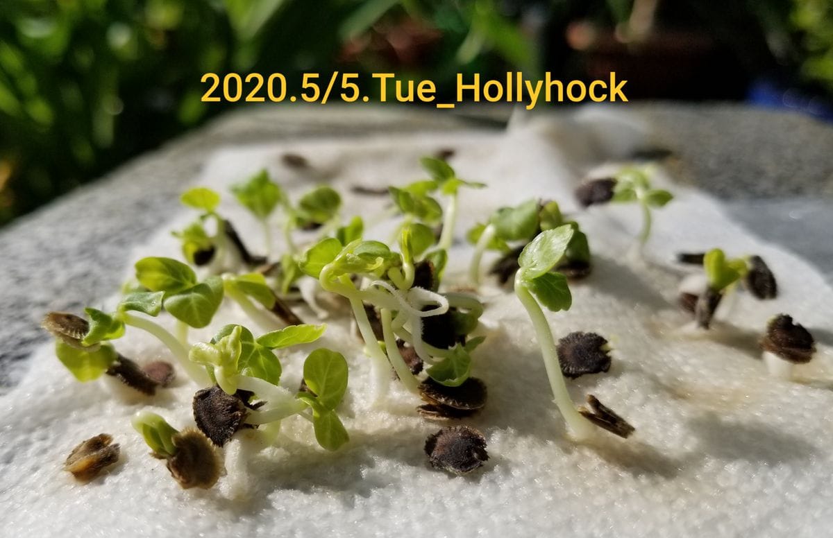 ホリホック（タチアオイ） Hollyhock 2020.5/5_発芽の様子