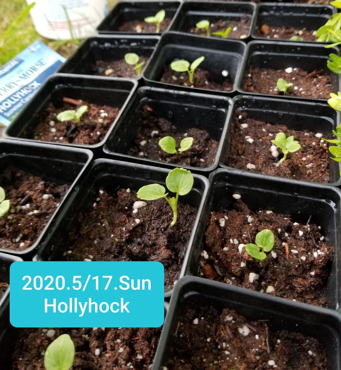 ホリホック（タチアオイ） Hollyhock 2020.5/17_本葉がチロリ