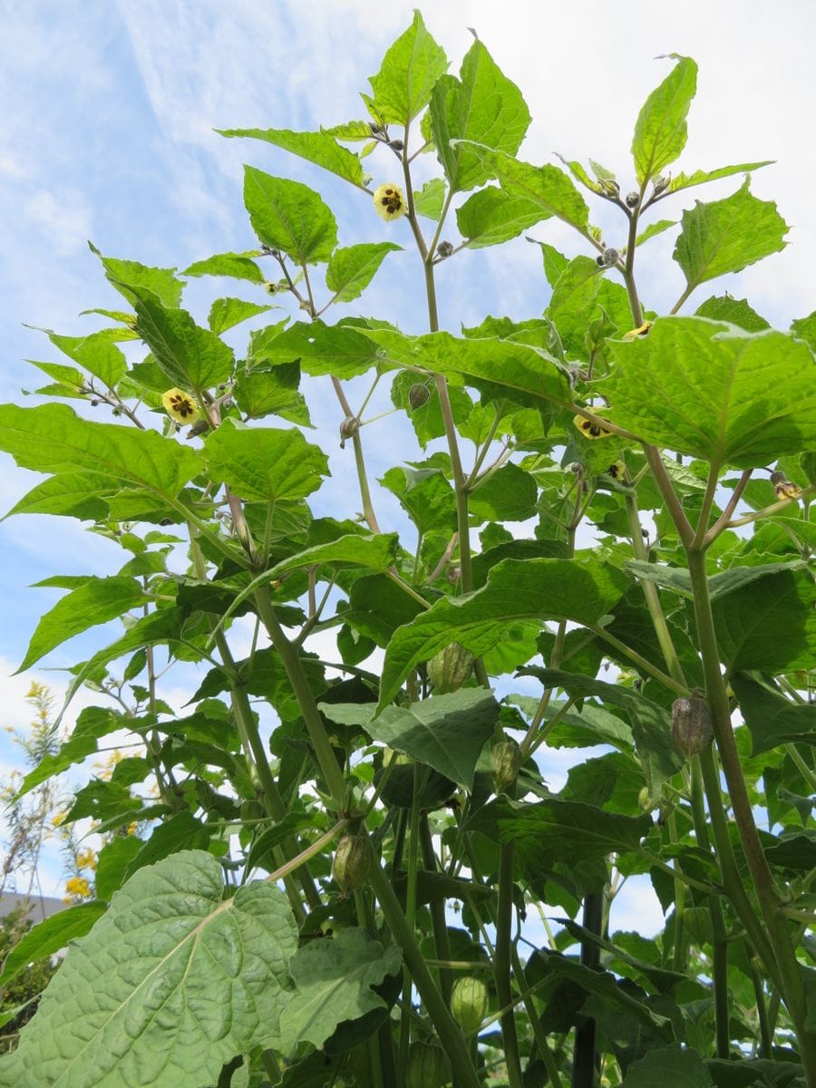 初めての食用ホオズキ（ストロベリートマト）を種から育てる。 まだ成長し、花も咲き続けています