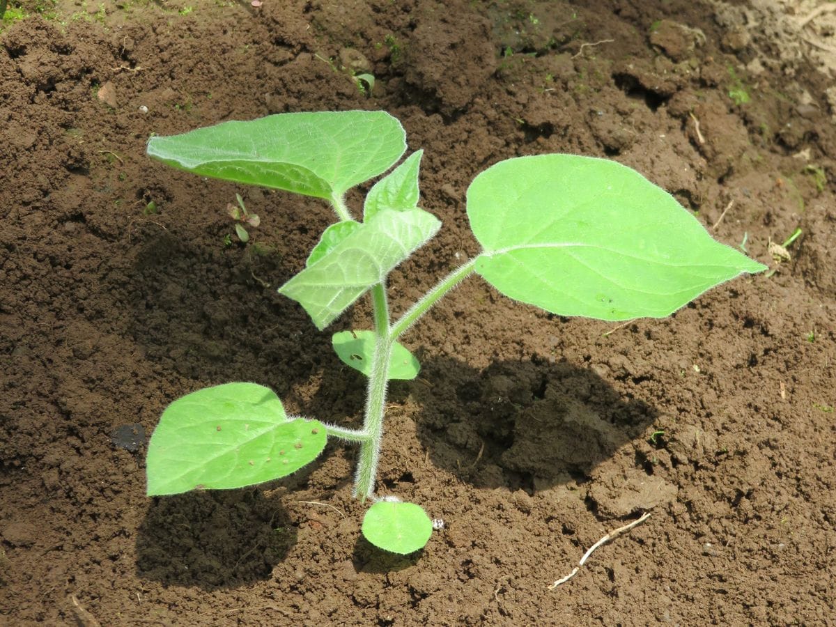 初めての食用ホオズキ（ストロベリートマト）を種から育てる。 やっと移植しました。