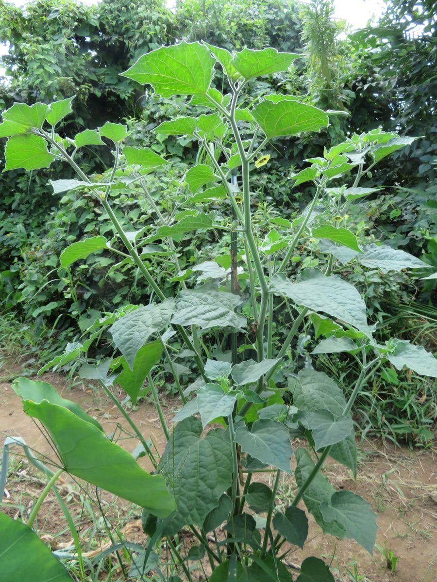 初めての食用ホオズキ（ストロベリートマト）を種から育てる。 暑さと共に急激に成長しました。