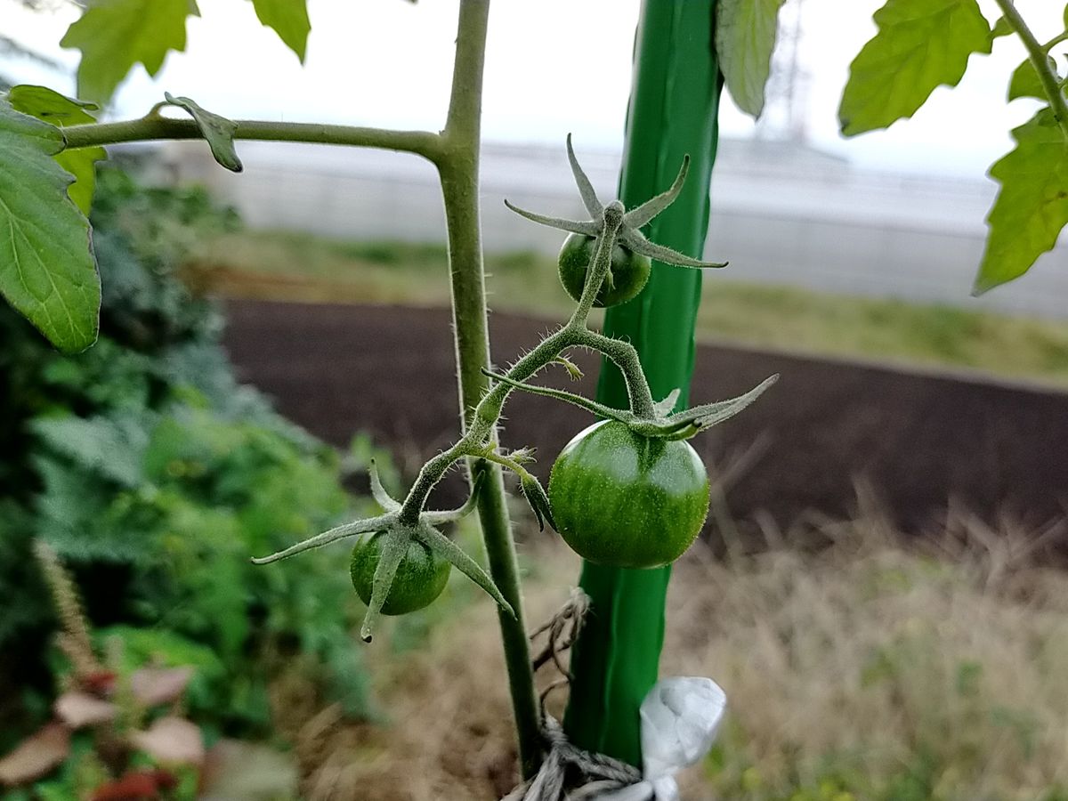 ４色のミニトマトで畑デビュー 脇芽が育つ