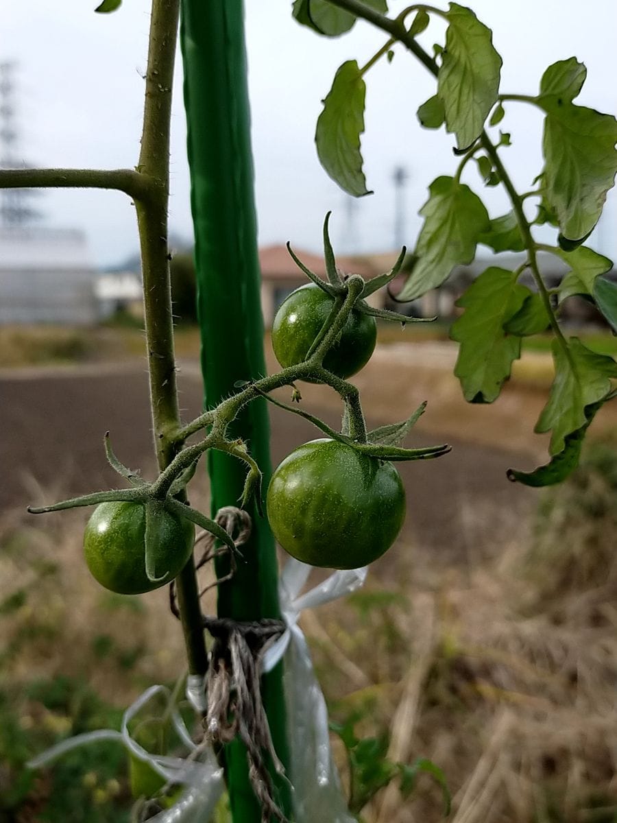 ４色のミニトマトで畑デビュー 色づかないままのよう