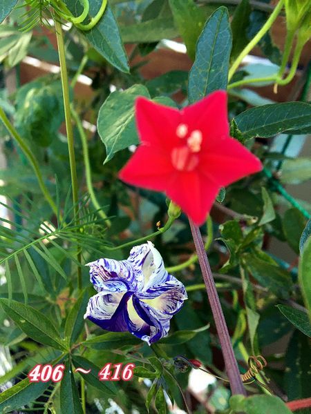 fin：一目惚れ江戸風情の花を見たい🎐 朝顔終わりにします