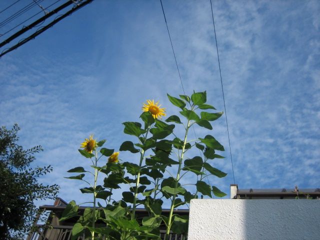 お気に入りの花を育てる 庭植えの大きな種のヒマワリの様子