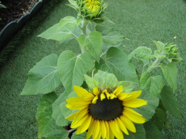 お気に入りの花を育てる 鉢植えのミニヒマワリのその後