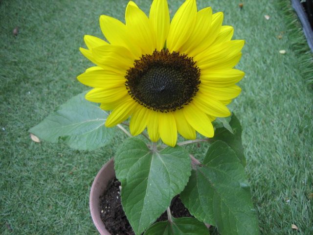 お気に入りの花を育てる 鉢に1本植えたミニヒマワリ