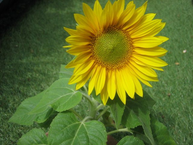 お気に入りの花を育てる 鉢に1本植えたミニヒマワリ