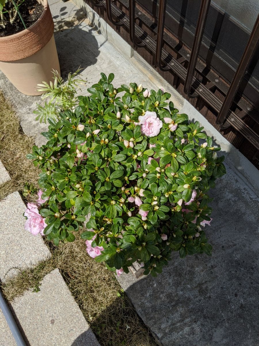 アザレアの鉢植え 沢山の蕾