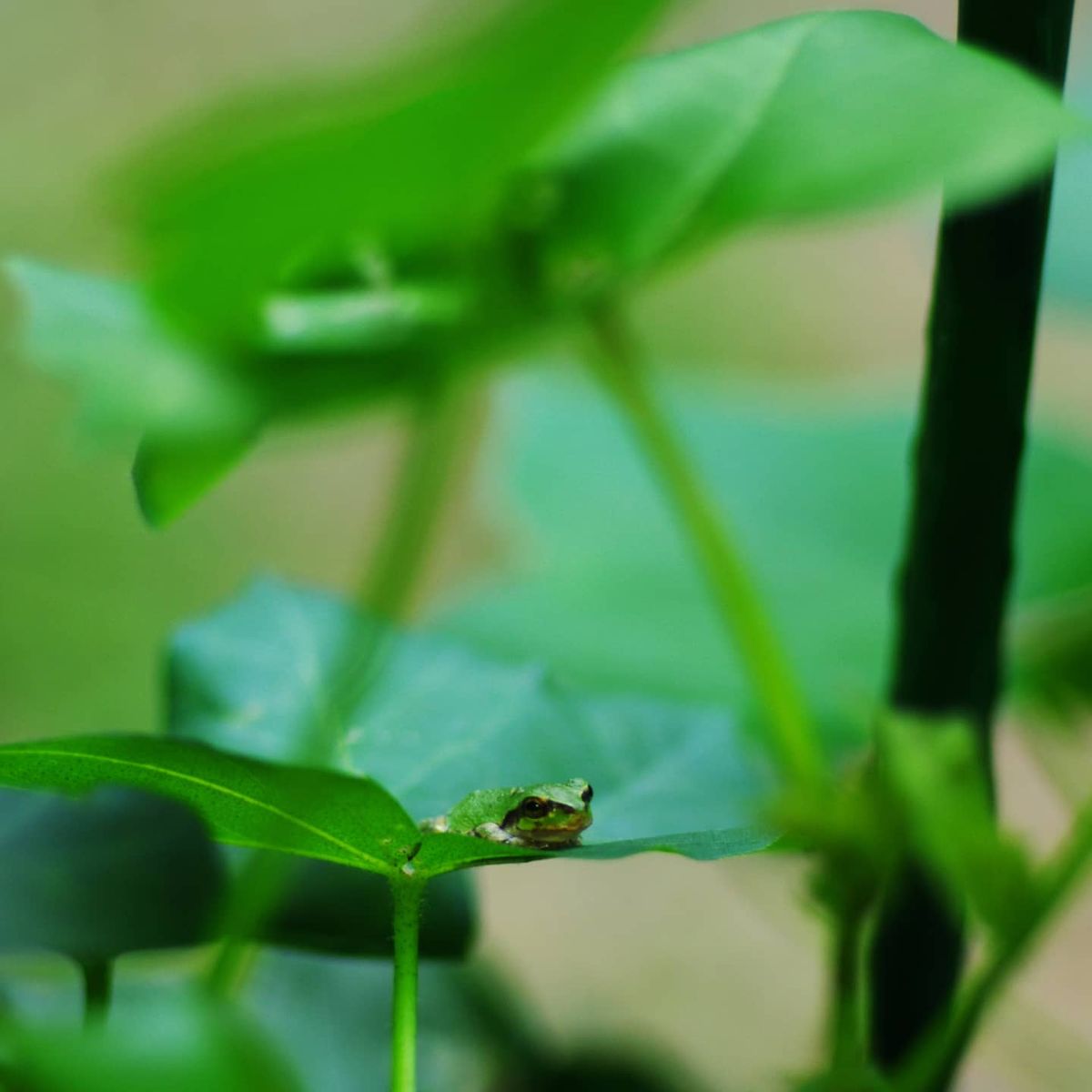 はじめての和棉栽培 200715_大きなお友だち🐸