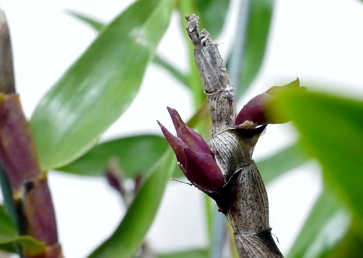 Den. glomeratum 蕾が出て来ました