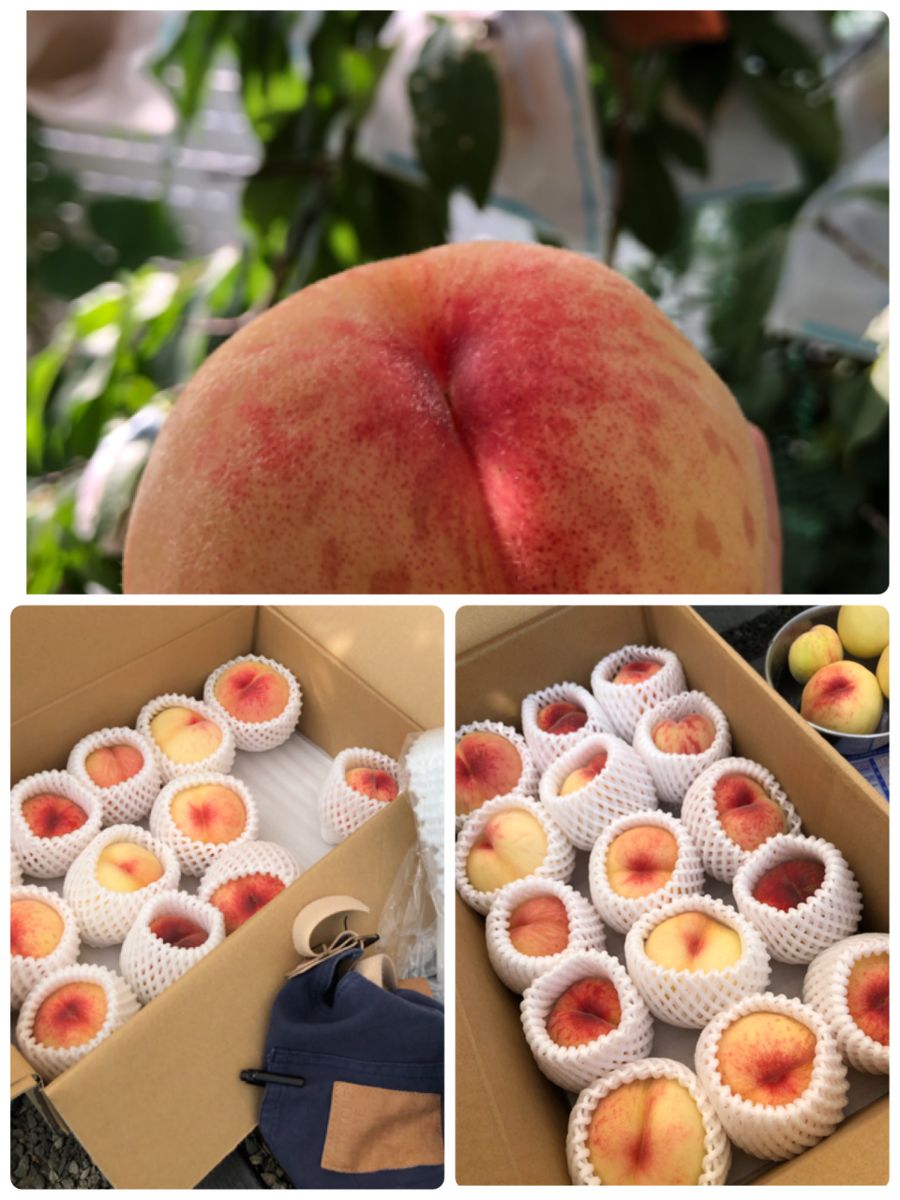 桃を育てよう！2020縮葉病からの復活の巻🍑 2020初収穫❗️