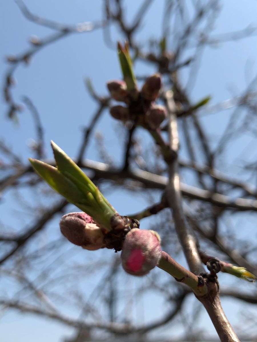 桃を育てよう！2020縮葉病からの復活の巻🍑 蕾がつきそう。