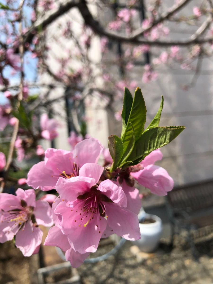 桃を育てよう！2020縮葉病からの復活の巻🍑 桃の開花。