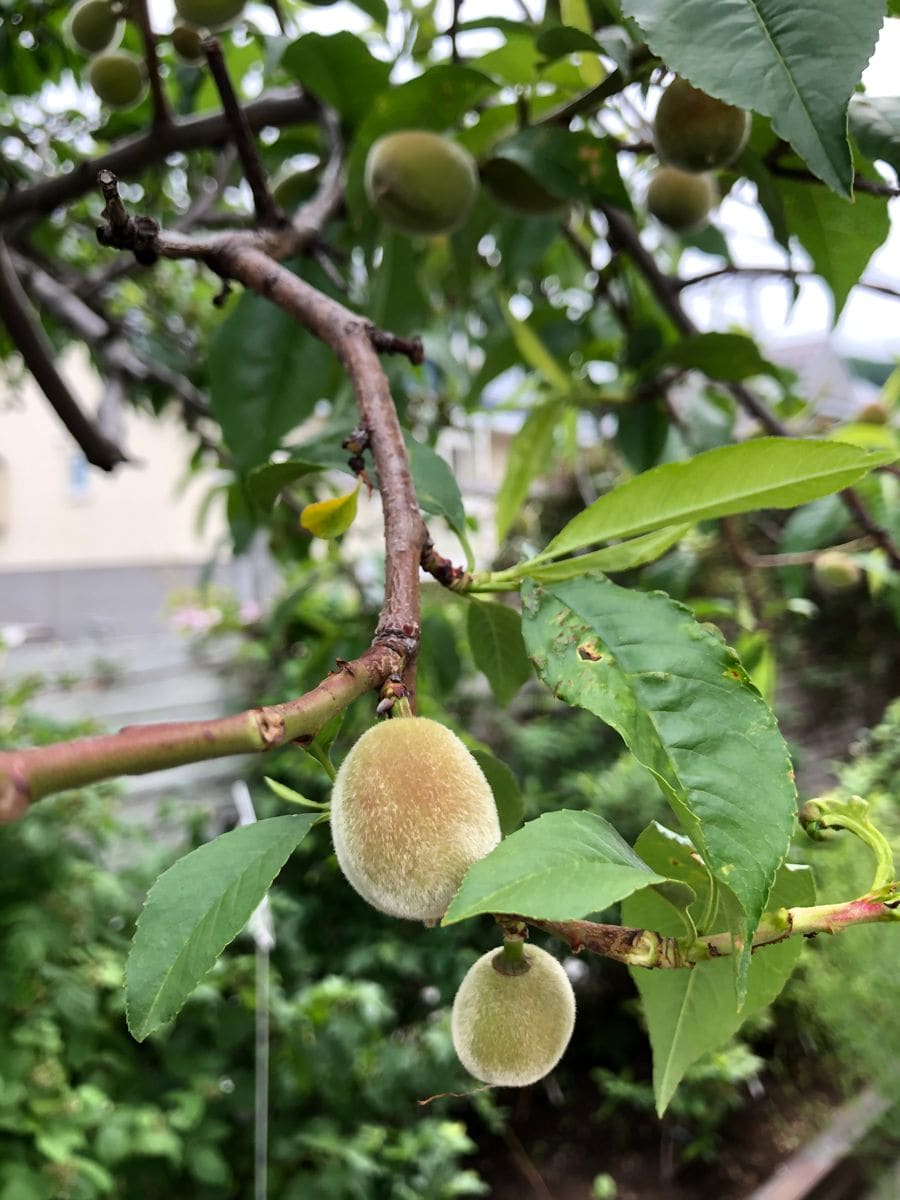 桃を育てよう！2020縮葉病からの復活の巻🍑 雨による被害