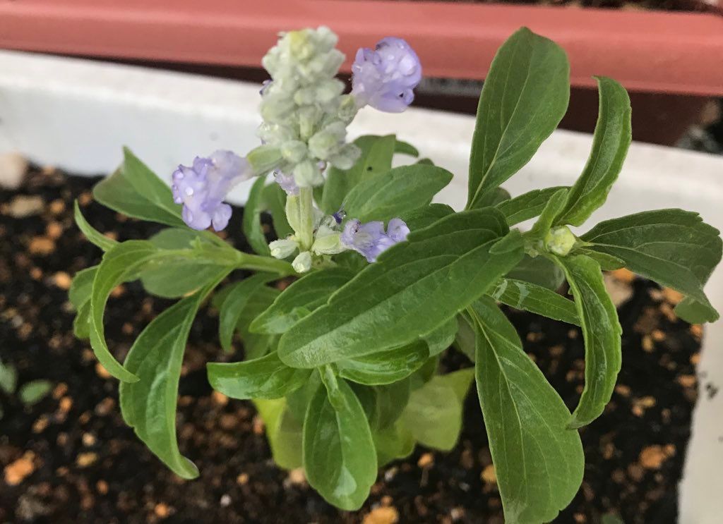 サルビアを種から 開花中