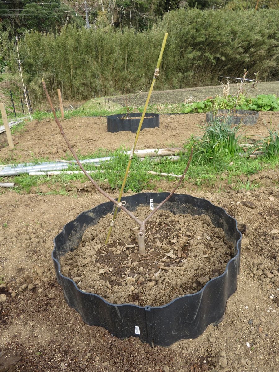 「ハクビシン＋鳥」に負けないイチジク栽培！（雨除けハウス＋防獣ネット） バナーネの挿木苗の植え付け