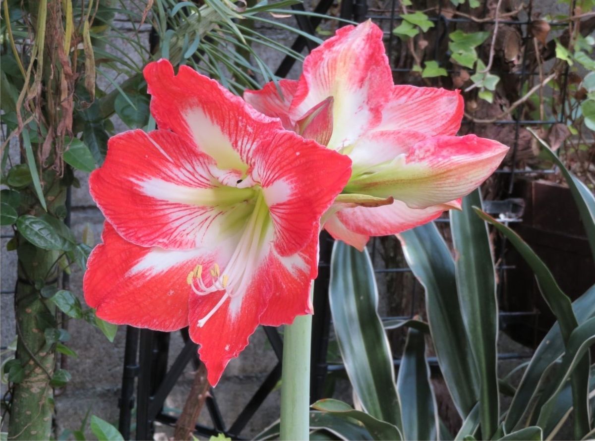 我が家のアマリリスの花 2020/05/23大きく開いた花