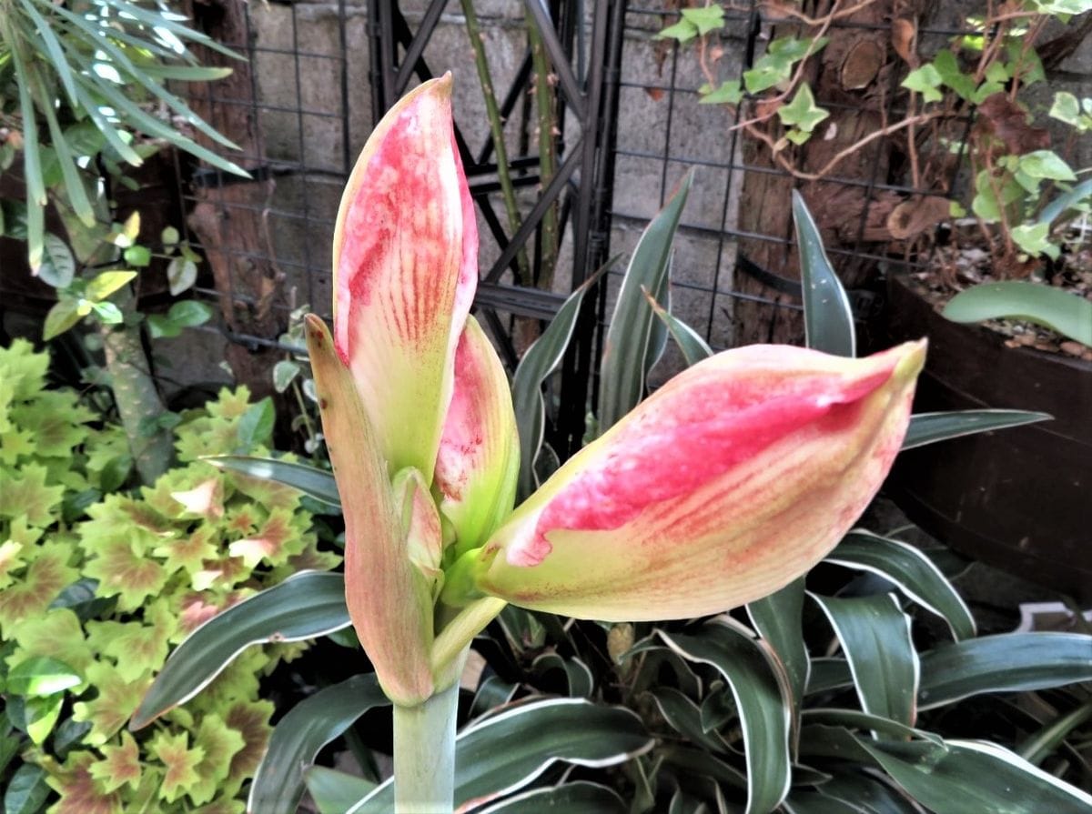 我が家のアマリリスの花 2020/05/20・4つの花蕾み