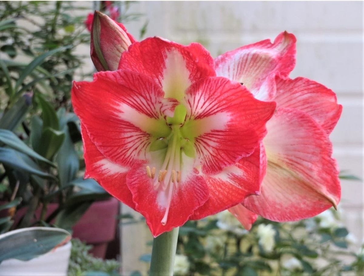 我が家のアマリリスの花 2020/05/23左側の花を眺め