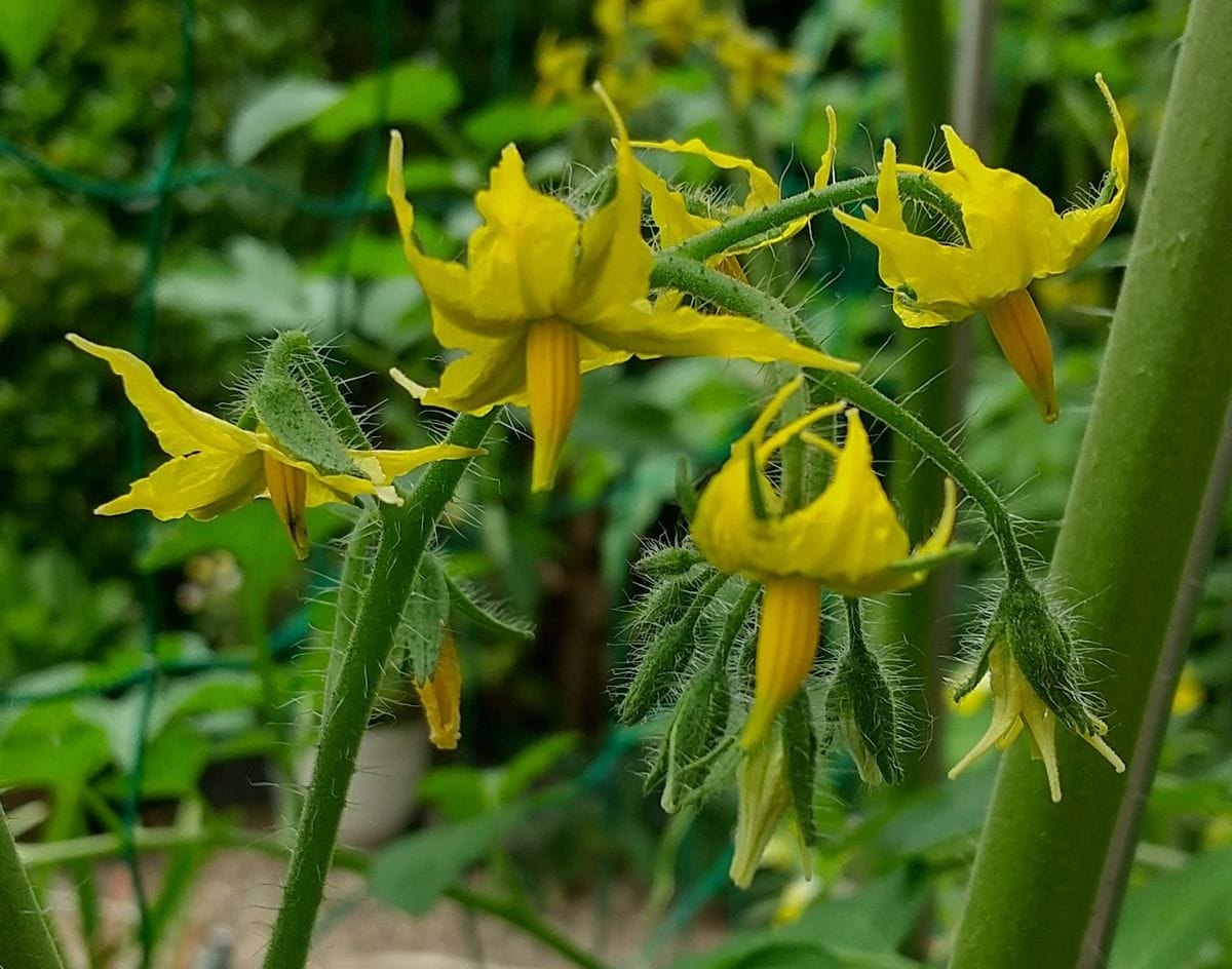 ミニトマトの実生栽培 開花🤗