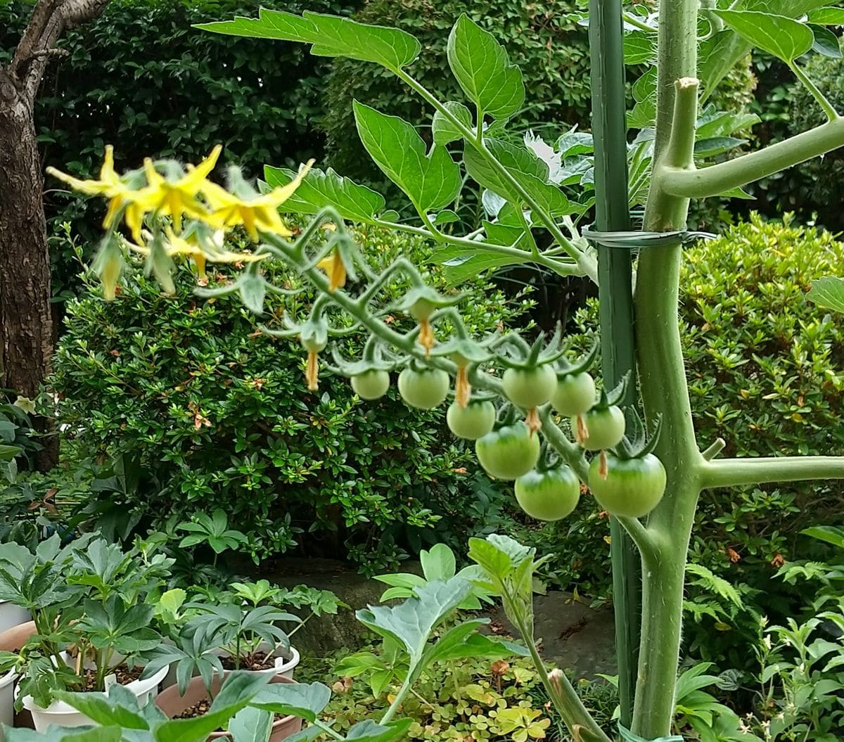 ミニトマトの実生栽培 結実🍅