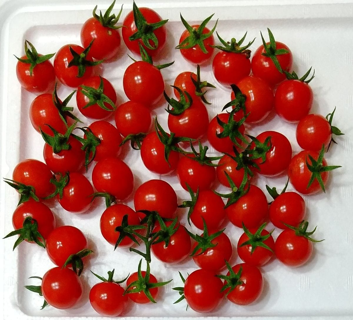 ミニトマトの実生栽培 🍅収穫　その３🍅