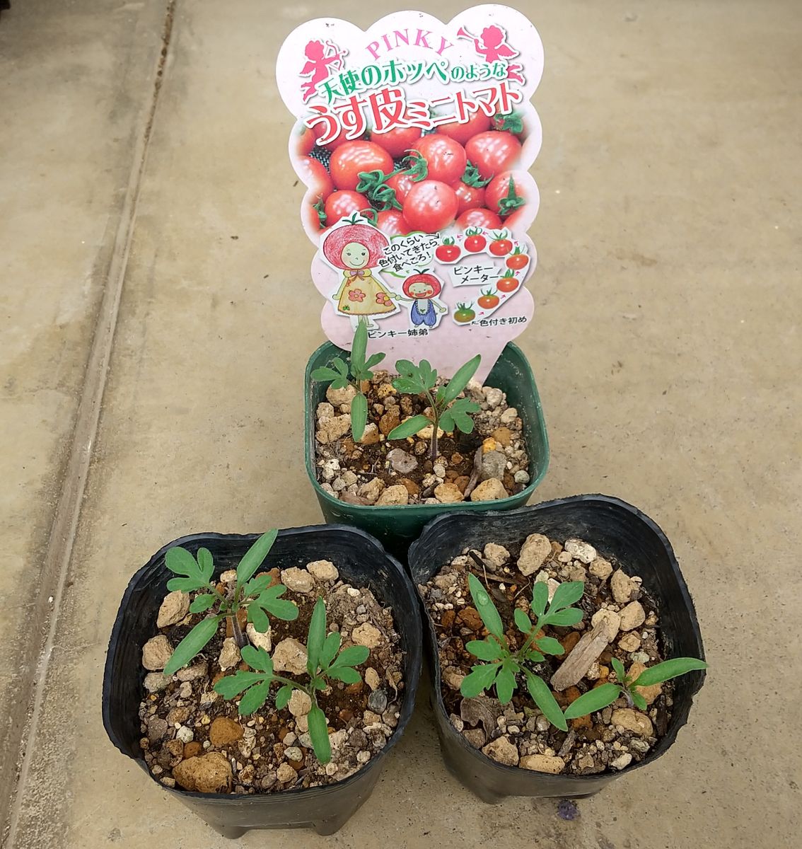 ミニトマトの実生栽培 成長１