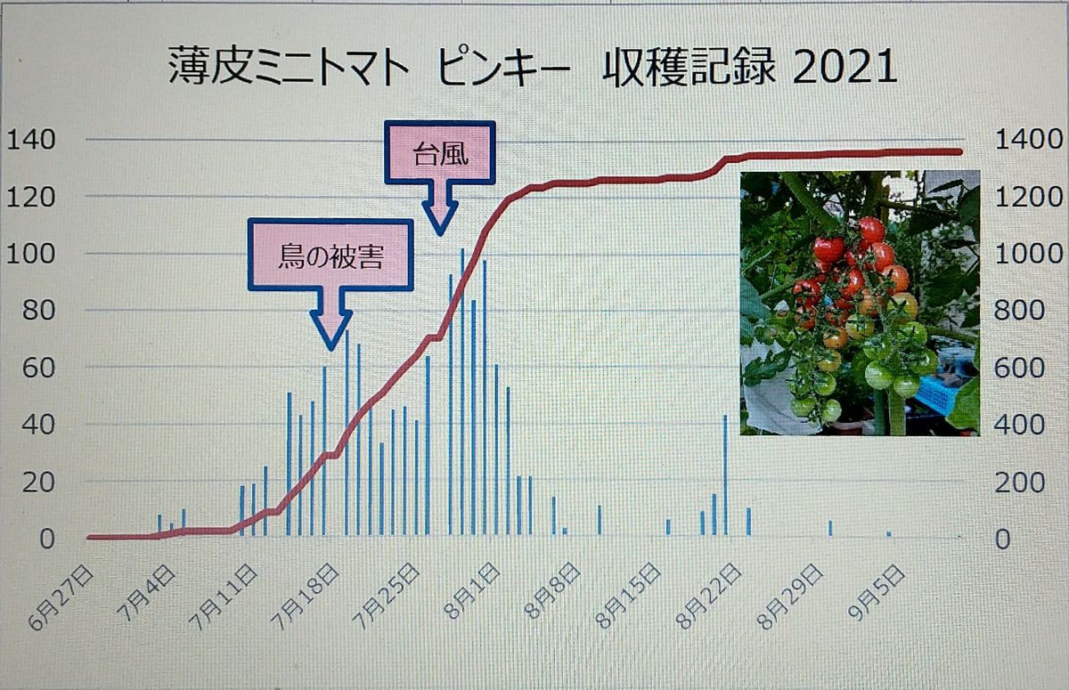 ミニトマトの実生栽培 🍅21年　収穫記録🍅