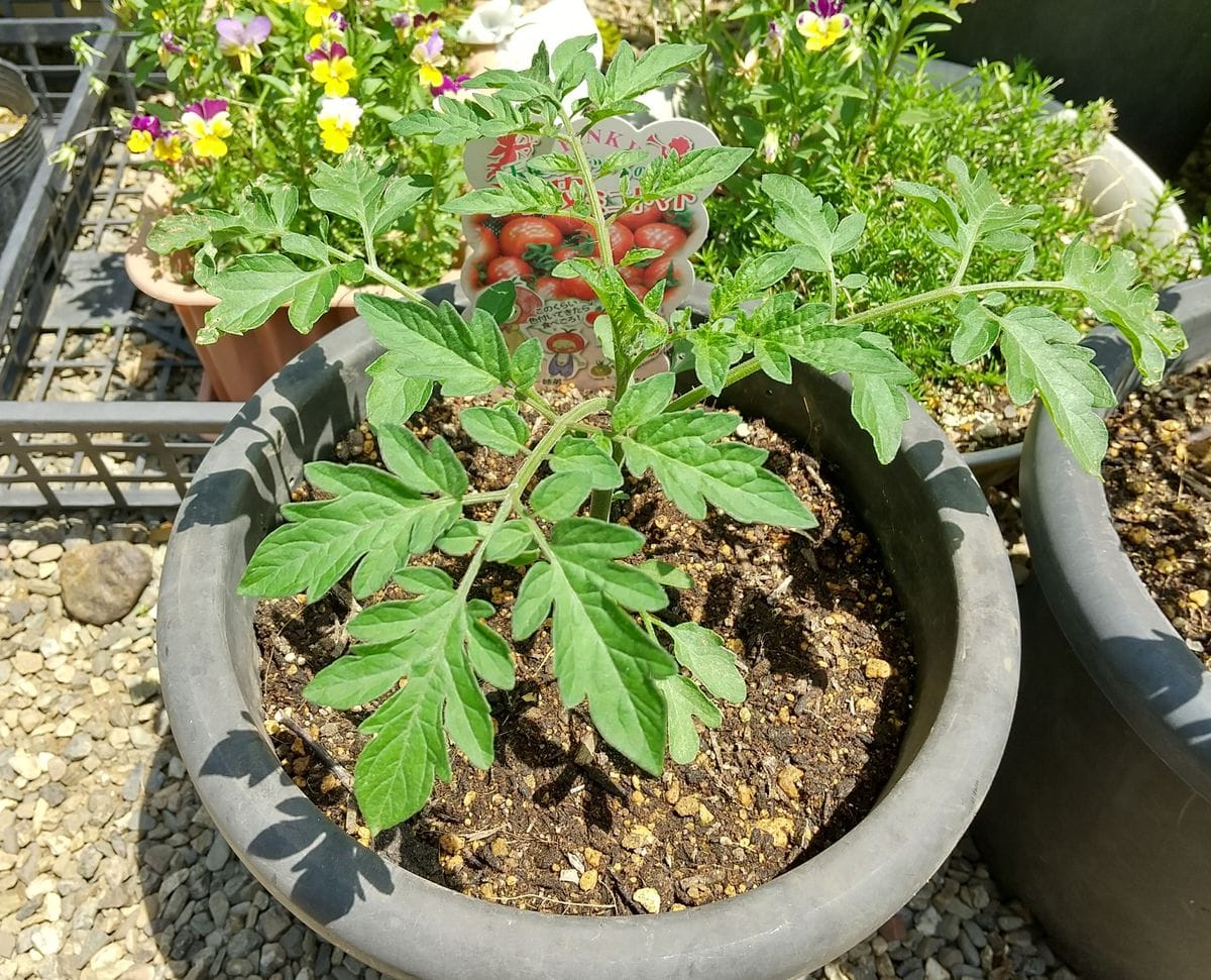 ミニトマトの実生栽培 蕾ができてきました。