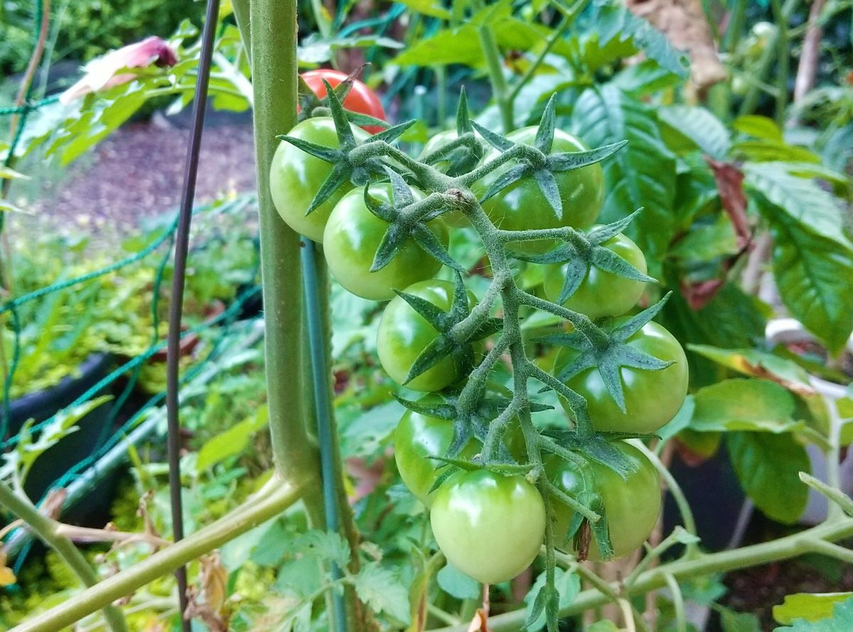 ミニトマトの実生栽培 やっと実が付いてきました！