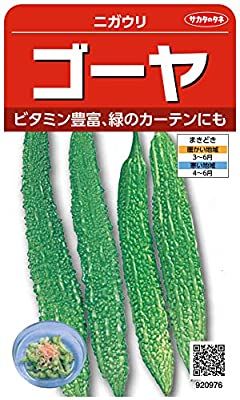 ゴーヤのグリーンカーテンに挑戦‼️