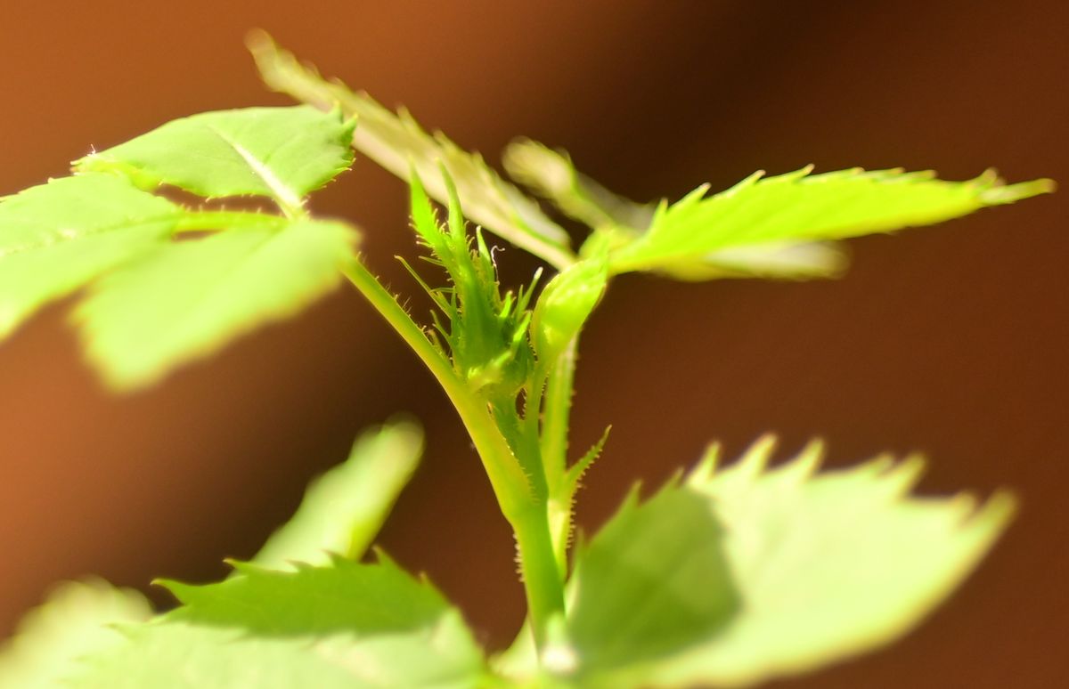 2番目のバラ：ミニバラ オレンジ 20200516寄贈 お！芽に蕾が。